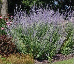 Perovskia atriplicifolia 'Blue Spire'; harilik perovskia 'Blue Spire'