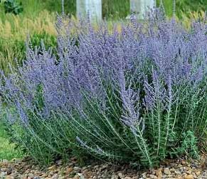 Perovskia atriplicifolia 'Little Spire'; harilik perovskia 'Little Spire'