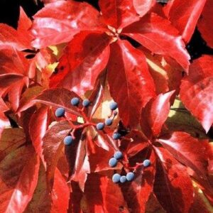 Parthenocissus quinquefolia 'Red Wall'/ 'Troki'