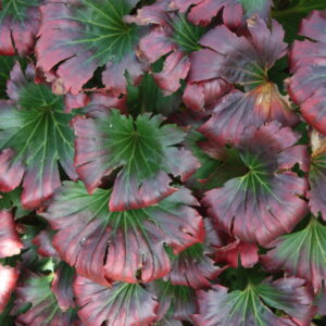 Mukdenia rossii 'Karasuba'; harilik lehvikleht 'Karasuba'