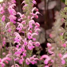 Salvia pratensis 'Pink Delight'