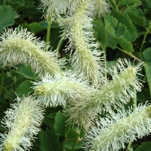 Sanguisorba obtusa 'Alba'