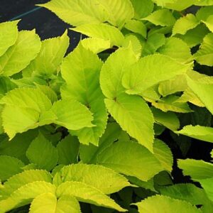 Aralia cordata 'Sun King'