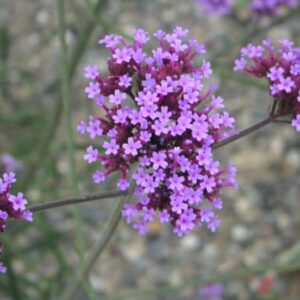 Verbena bonariensis