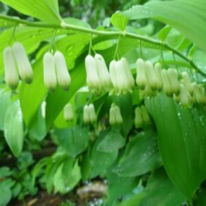 Polygonatum multiflorum