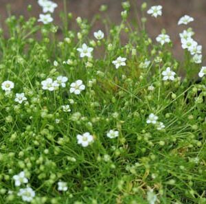 Sagina subulata 'Senior'