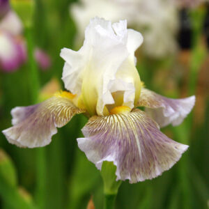 Iris 'Ciel Gris sur Poilly'; aediiris 'Ciel Gris sur Poilly'