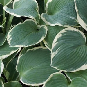 Hosta 'Barbara Ann'