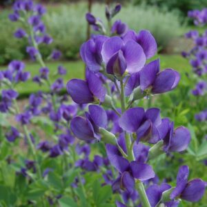 Baptisia australis; sinine baptiisia