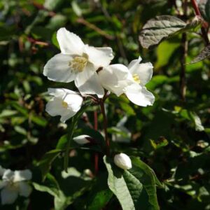 Philadelphus 'Starbright'