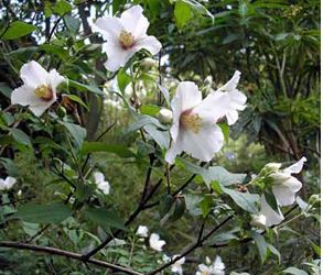 Philadelphus 'Belle Etoile'