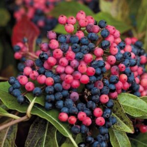 Viburnum nudum 'Brandywine'