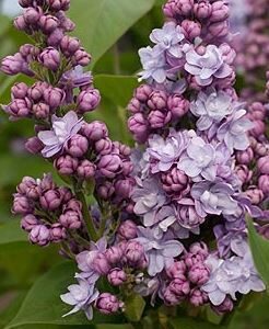 Syringa vulgaris 'Michel Büchner'