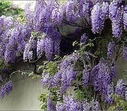 Wisteria sinensis 'Prolific'