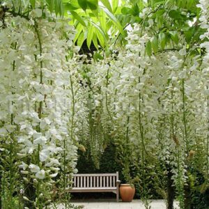 Wisteria sinensis 'Alba'