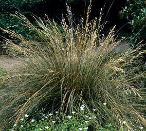 Deschampsia cespitosa 'Bronzeschleier'; luht-kastevars 'Bronzeschleier'
