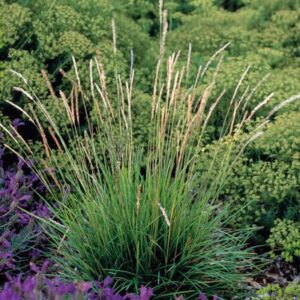 Sesleria autumnalis