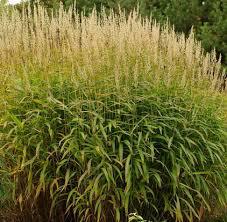 Spodiopogon sibiricus