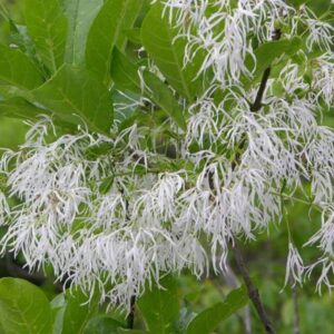 Chionanthus virginicus
