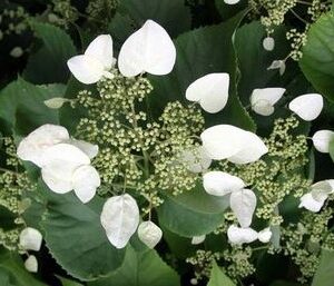 Hydrangea anomala subsp. petiolaris