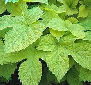 Humulus lupulus 'Aureus'