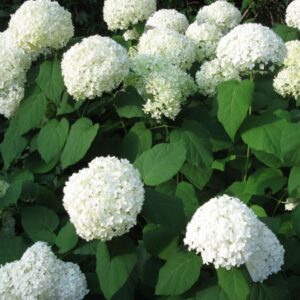 Hydrangea arborescens 'Annabelle'