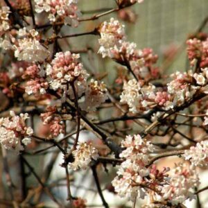 Viburnum bodnantense 'Dawn'