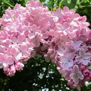 Syringa x hyacinthiflora 'Esther Staley'
