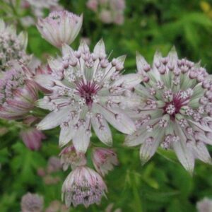 Astrantia major 'Sunningdale Variegated'; suur tähtputk 'Sunningdale Variegated'