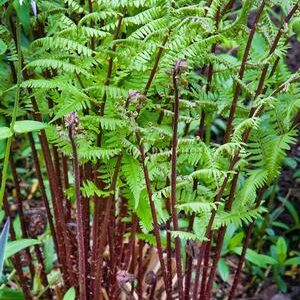 Athyrium filix femina 'Lady in Red'