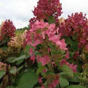 Hydrangea paniculata 'Mega Mindy'