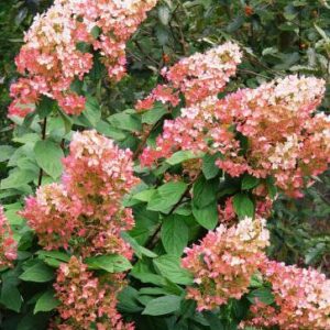 Hydrangea paniculata 'Pink Diamond'