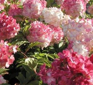 Hydrangea paniculata 'Vanille Fraise'