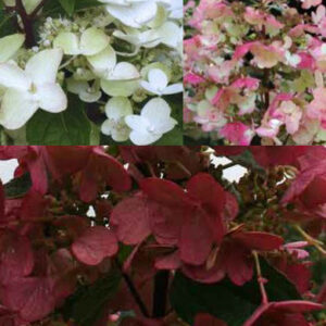 Hydrangea paniculata 'Wim's Red'