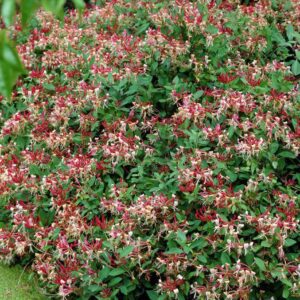 Lonicera periclymenum 'Serotina'