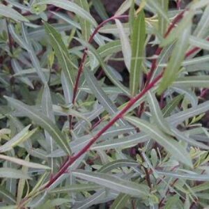 Salix purpurea 'Nana'