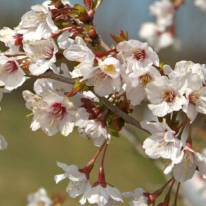 Prunus incisa 'Kojo no Mai'