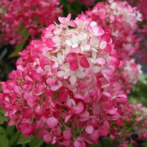 Hydrangea paniculata 'Diamond Rouge'