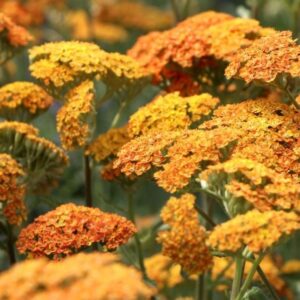 Achillea millefolium 'Terracotta'