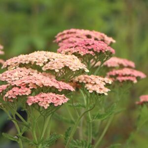 Achillea millefolium 'Lachsschönheit'; harilik raudrohi 'Lachsschönheit'
