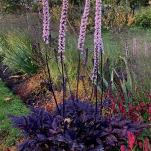 Actaea ramosa 'Pink Spike'