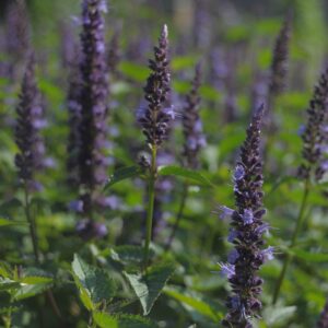 Agastache hybrida 'Astello Indigo'