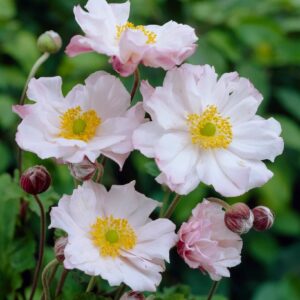 Anemone hybrida 'Loreley'; hübriid-villülane 'Loreley'