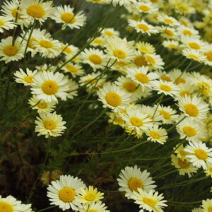 Anthemis tinctoria 'E.C. Buxton'; kollane karikakar 'E.C. Buxton'
