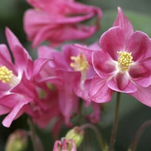 Aquilegia vulgaris 'Altrosa' / 'Heidi'; harilik kurekell 'Altrosa' / 'Heidi'