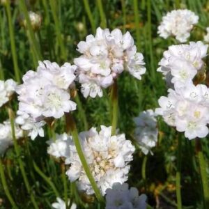 Armeria maritima 'Alba'