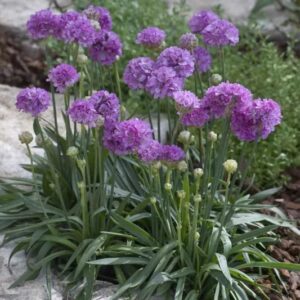 Armeria pseudarmeria 'Ballerina Lilac'; laialehine merikann 'Ballerina Lilac'