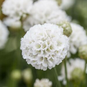 Armeria pseudarmeria 'Ballerina White'; laialehine merikann 'Ballerina White'