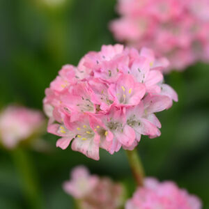 Armeria pseudarmeria 'Daydream'; laialehine merikann 'Daydream'