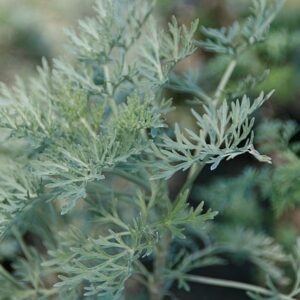 Artemisia arborescens 'Powis Castle'
